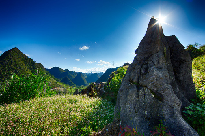 Trên cánh đồng hoa tam giác mạch. Ảnh: Yan Lerval / 500px.com.