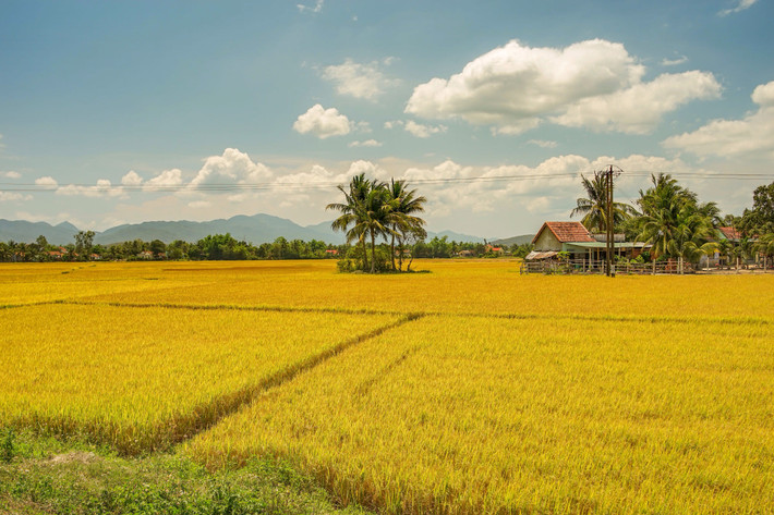 Cảnh đồng quê yên bình ở vùng nông thôn ngoại vi Nha Trang. Ảnh: Alexey Meandrov / 500px.com.