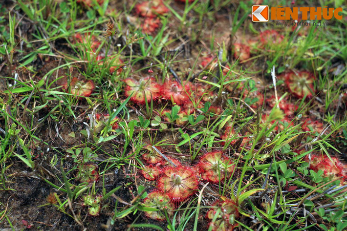 Cây bắt ruồi muỗng, hay còn gọi là cây bèo đất (Drosera burmannii) là một loài cây "ăn thịt" rất độc đáo, thường mọc ven suối và các vùng đất ngập nước tại nhiều địa phương của Việt Nam. Ảnh chụp tại vùng ven biển tỉnh Bình Thuận.