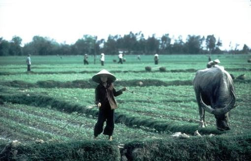 Trên một cánh đồng ngoại ô Hà Nội.