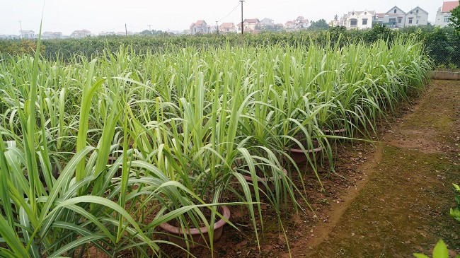 Không chỉ trồng mỗi quất mà ông Thành còn trồng thêm mía cảnh để bán dịp Tết.