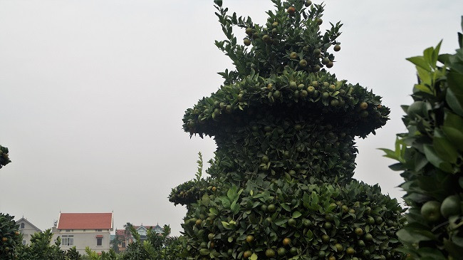 Thân cây quất dáng lọ lộc bình này rất cân đối, đẹp và trĩu trịt quả đẹp mắt, tạo cho cây có một nét đẹp riêng...
