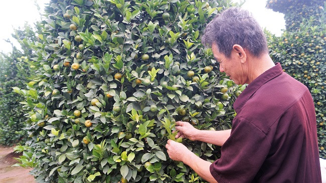Ông Thành tiết lộ, mỗi “lộc bình” là một cây quất to lớn được cắt tỉa công phu. Phải cây từ 5-6 năm, tán lá rộng, và mất tới 5 công ông mới gò được những tác phẩm “quất lộc bình khổng lồ” này.