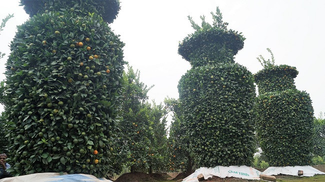 Ông Thành cho biết, mỗi cây quất thế lọ lục bình đều đã có người đặt mua từ tháng 8 và có giá là 10 triệu đồng. Năm nay ông chỉ "gò" được 8 cây thế lục bình.