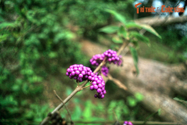 Cảnh quan bên bờ hồ vẫn còn rất hoang sơ, ít sự hiện diện của con người. Có thể bắt gặp quanh hồ các loài hoa trái độc đáo cùng nhiều loài động vật hoang dã.