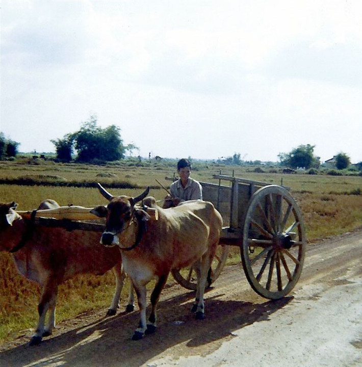 Xe bò trên quốc lộ. Ảnh: David Stromberger.