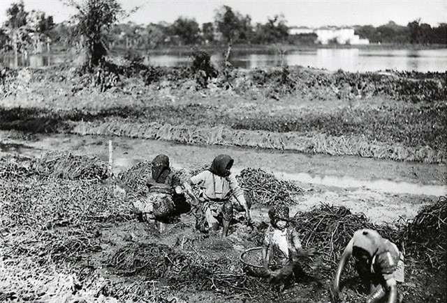 Lội bùn cấy rau muống.
