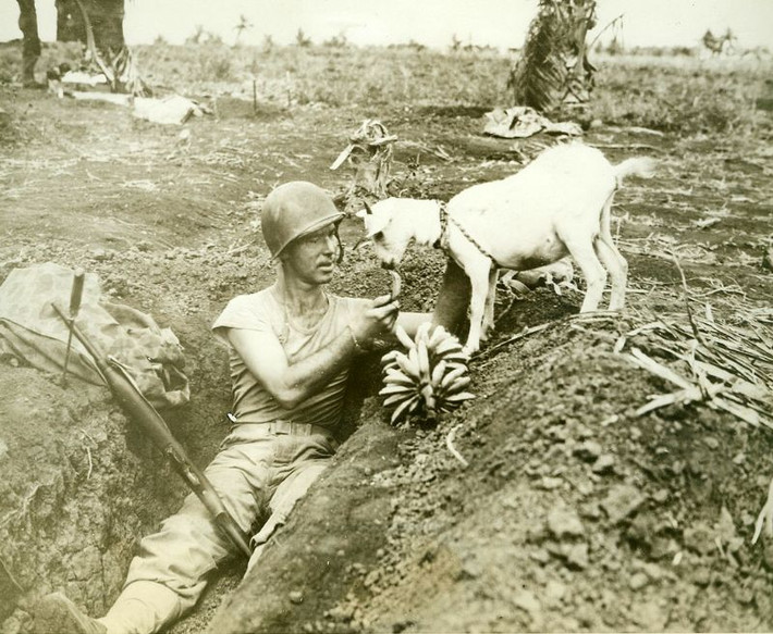 Một người lính cho dê cưng ăn chuối khi đang nằm dưới hố trú ẩn cá nhân. Ảnh: MacArthur Museum.