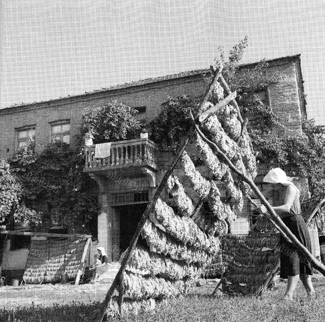 Phơi thuốc lá ở Drama, tháng 7/1954. Ảnh: Dionysis Anninos.