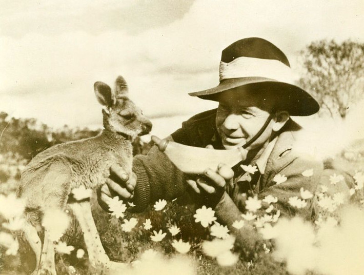 Một người lính Australia cho chú chuột túi non bú sữa trong thời Thế chiến II. Ảnh: MacArthur Museum.