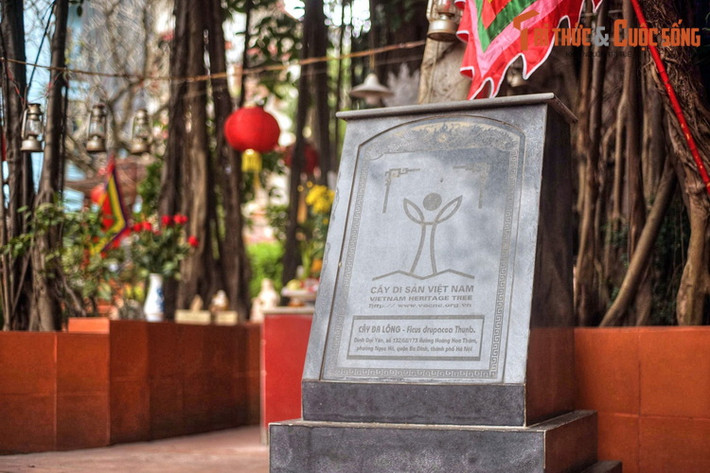 Vào ngày 2/5/2015, cây đã được Hội Bảo vệ Thiên nhiên & Môi trường Việt Nam trao bằng công nhận Cây Di sản Việt Nam.