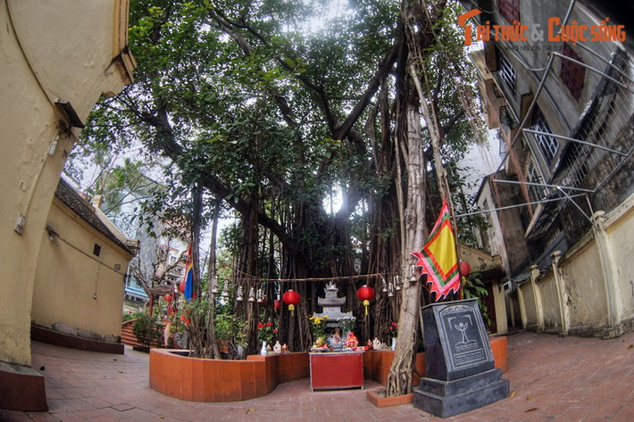 Nằm trong khuôn viên đình Đại Yên, phường Ngọc Hà, quận Ba Đình, cây đa cổ thụ đình Đại Yên là một trong số cây cổ thụ ở nội đô Hà Nội được công nhận là Cây Di sản Việt Nam.