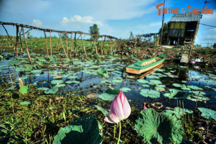 Các đầm sen là cảnh quan đặc trưng của vùng đất chiêm trũng Đồng Tháp. Người dân ba miền biết đến điều này qua câu ca dao: "Tháp Mười đẹp nhất bông sen/Việt Nam đẹp nhất có tên Bác Hồ".