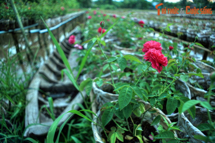 Làng hoa Sa Đéc hay làng hoa Tân Quy Đông (xã Tân Quy Đông, Tp Sa Đéc) là vựa hoa lớn nhất miền Tây Nam Bô, và là địa danh du lịch nổi tiếng Đồng Tháp. Các luống hoa ở đây không nằm trên mặt đất mà được trồng trên giàn, phía dưới là mặt nước xâm xấp được dẫn từ các con rạch.
