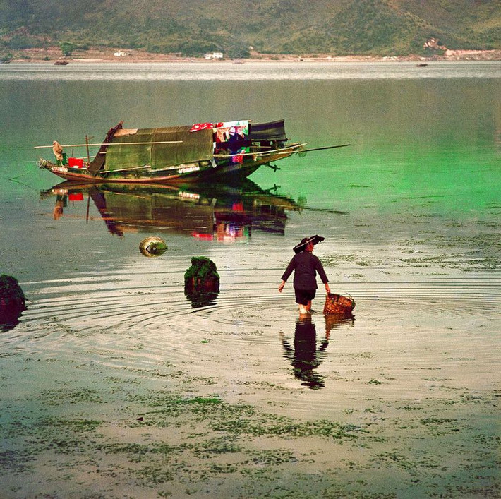 Ngư dân thu thập rong biển tại bờ biển Tai Po Kau, 1971. Ảnh: Keith Macgregor.