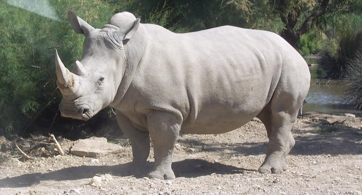Tê giác trắng (Ceratotherium simum) cũng là một loài thú đáng chú ý của khu du lịch sinh thái Mường Thanh. Có nguồn gốc ở Đông Bắc và miền Nam châu Phi, đây là một trong năm loài tê giác còn tồn tại. Chúng đang đối mặt với nguy cơ tuyệt chủng trong tự nhiên do nạn săn bắn để lấy sừng.