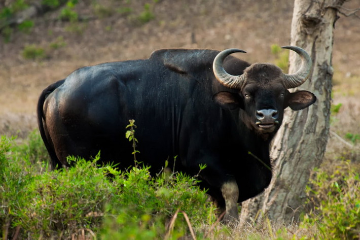 Bò tót (Bos gaurus) là loài động vật móng guốc sinh sống chủ yếu ở vùng đồi của Ấn Độ và Đông Nam Á, được thừa nhận là loài bò rừng lớn nhất trong tự nhiên. Đây cũng là loài động vật rất quý hiếm với số lượng chỉ còn khoảng 300 con tại Việt Nam. Khu sinh thái Mường Thanh đang nuôi hai cá thể loài này.