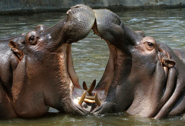 Một gã khổng lồ khác có mặt ở khu sinh thái là hà mã (Hippopotamus amphibius) với số lượng hai cá thể. Là một loài động vật có vú ăn cỏ lớn sống ở châu Phi cận Sahara, chúng nặng từ 1,5 - 3 tấn. Loài hà mã đang bị đe dọa bởi việc mất đi môi trường sống và sự săn trộm để lấy thịt và những răng nanh bằng ngà.