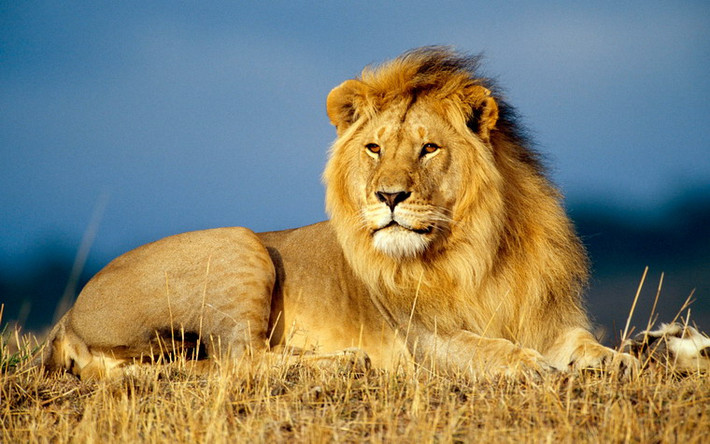 Một loài thuộc họ mèo khác có mặt tại khu sinh thái Mường Thanh là sư tử (Panthera leo). Sư tử hoang dã hiện sinh sống ở vùng châu Phi hạ Sahara và Ấn Độ, là loài sắp nguy cấp do phần lớn các quần thể đang suy giảm số lượng.