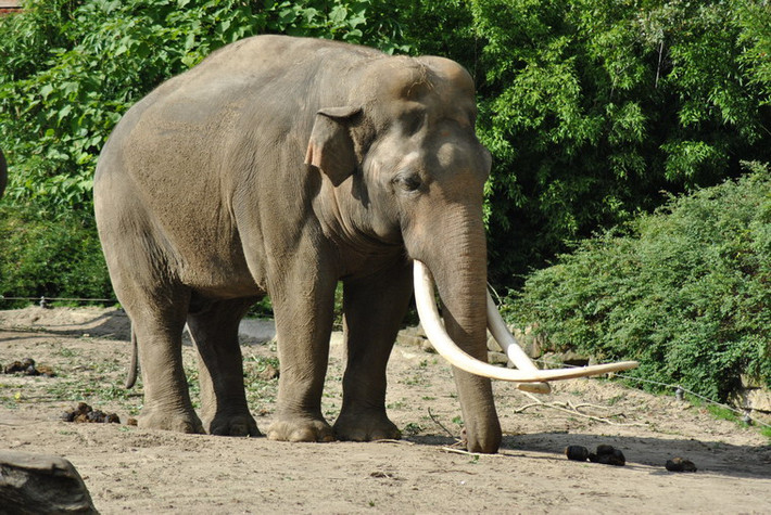 Khu sinh thái Mường Thanh hiện là nơi cư trú của hai chú voi châu Á (Elephas maximus). Nặng từ 3-5 tấn, đây là loài động vật trên cạn lớn thứ hai thế giới (chỉ sau voi châu Phi). Loài voi này còn rất ít ở châu Á và đang đối mặt với nguy cơ tuyệt chủng ở Việt Nam.