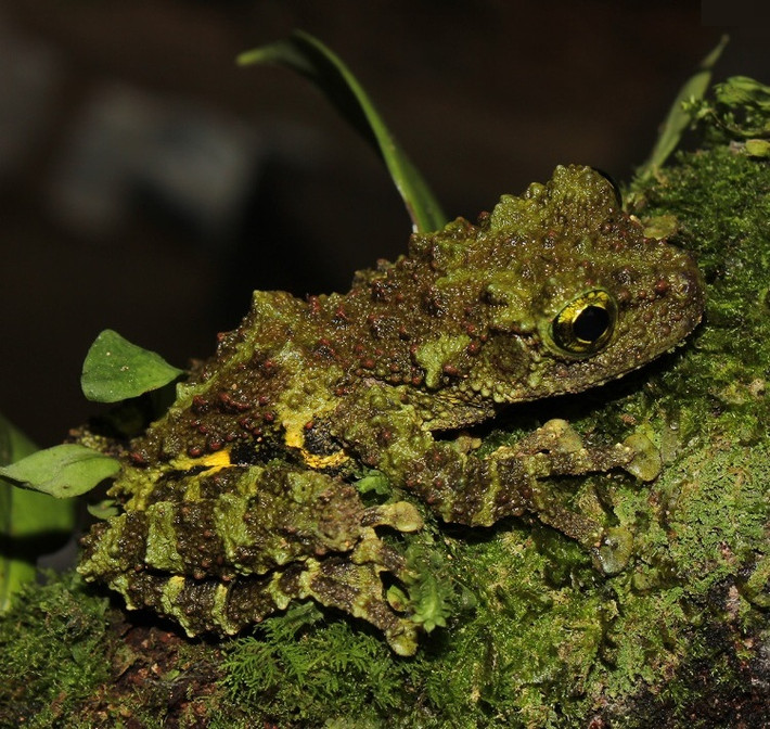 Ếch rêu Khôi (Theloderma khoii). Đây là một loài ếch được phát hiện tại vùng núi đá vôi Đông Bắc Việt Nam. Màu xanh rêu giúp chúng ngụy trang tốt trong môi trường đầy rêu và địa y. Ảnh: Ninh, Nguyen, Nguyen, Hoang, Siliyavong, Nguyen, Le, Le & Ziegler.