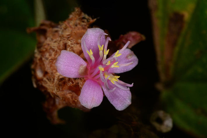 Hoa mây (Xephoanthus nubigenus). Loài hoa mới này được phát hiện trên cao nguyên Lang Biang, tỉnh Lâm Đồng. Tên gọi "hoa mây" bắt nguồn từ việc loài này sống trong các khu rừng mây phủ quanh năm. Ảnh: Tian-Chuan Hsu.