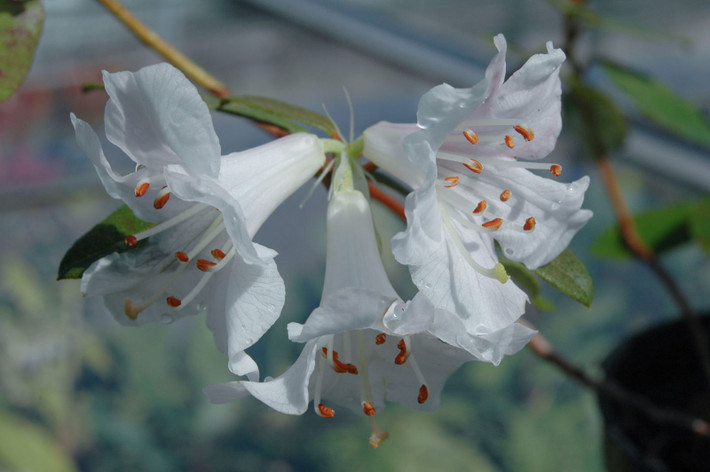Hoa đỗ quyên Rhododendron tephropeploides. Đây là một loài hoa đỗ quyên mới, được tìm thấy trên đỉnh núi Phan Xi Păng, thuộc dãy Hoàng Liên Sơn, Lào Cai. Chúng có những bông hoa màu trắng đẹp mắt. Ảnh: Richard Baines.