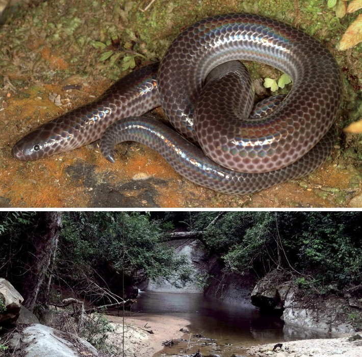 Rắn tia nắng (Xenopeltis intermedius). Được phát hiện tại Trường Sơn, Việt Nam, loài rắn này có vảy óng ánh tạo hiệu ứng lấp lánh. Chúng được ghi nhận ở độ cao lên đến 2.500 mét. Ảnh. Orlov, Snetkov, Ermakov, Nguyen & Ananjeva.
