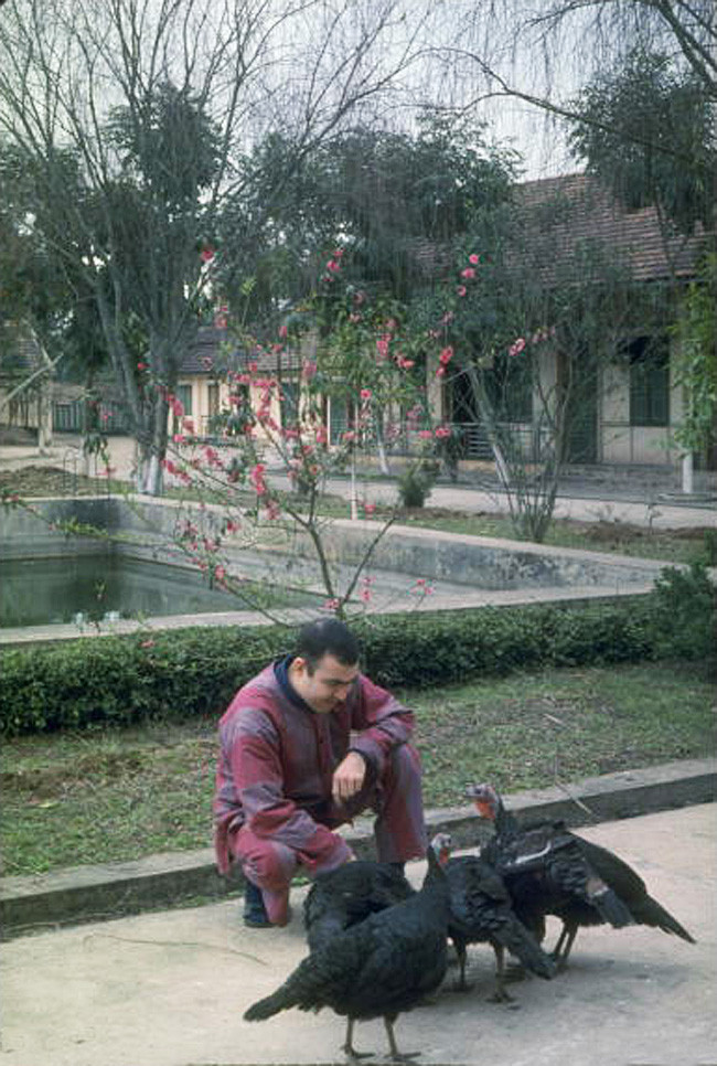 Một phi công Mỹ - Trung úy Joseph Crecca - cho gà Tây ăn trong trại giam ở Hà Nội.