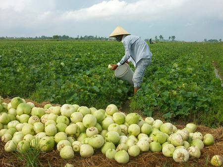 Chỉ nên rửa dưa lê trước khi ăn. Rửa dưa lê quá sớm sẽ làm mất đi lớp màng bảo vệ làm tàn dư thuốc trừ sâu ngấm sâu hơn vào bên trong dưa đồng thời dưa dễ bị các vi khuẩn khác tấn công.