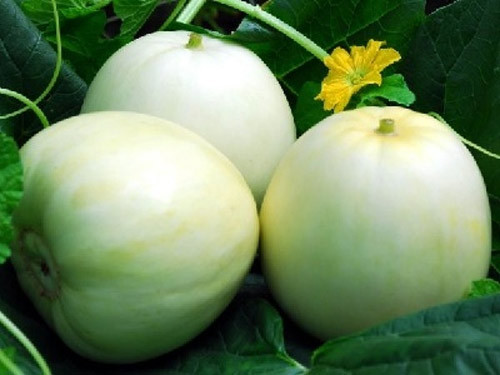 Ngâm dưa lê trong nước sạch khoảng 5-10 phút rồi mới rửa. Lưu ý khi rửa bất kỳ loại hoa quả nào cũng đều cần dùng chậu sạch hoặc bát sạch để tránh hoa quả bị nhiễm khuẩn ngược lại từ chậu rửa.