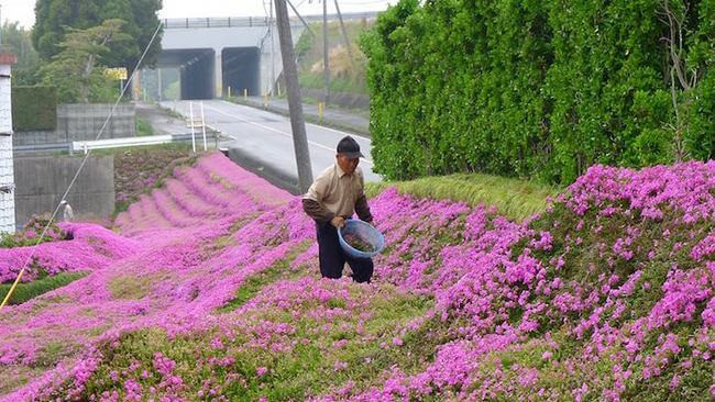 Ông Kuroki luôn chăm sóc thiên đường hoa Chi Anh rất tỉ mỉ.