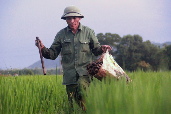 Với những người gắn bó với làng quê, đồng ruộng, hình ảnh người thợ bắt lươn đồng không xa lạ