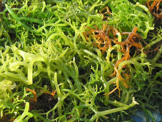 Các loại rau biển như tảo bẹ, rong biển có những khoáng chất như canxi, magie, sắt và iot. Chứng viêm kinh niên hay mất cân bằng oxy hóa chính là nguyên nhân chính dẫn đến ung hư. Các nhà khoa học đã chứng minh rằng trong các loại thực vật biển có chưa chất chống viêm và chống oxy hóa chống lại ung thư.