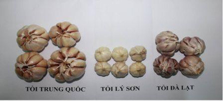 Tỏi: Tỏi bẩn của Trung Quốc được xịt hóa chất để có vị giống tỏi thật.