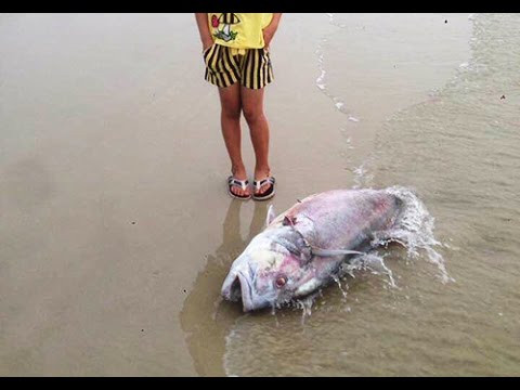 Trẻ nhỏ ở độ tuổi dưới 5 tuổi gặp nhiều nguy cơ sức khỏe khi nhiễm độc kim loại nặng. Cụ thể: trẻ bị nhiễm độc chì bị giảm IQ, nhiễm độc crom 4 bị ung thư gan và dị ứng ngoài da, nhiễm độc thủy ngân sẽ bị suy gan và suy thận.