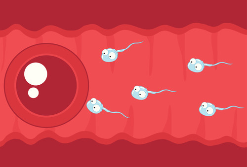 Thuốc tránh thai khẩn cấp có chứa progesterone levonorgestrel có tác dụng ngăn không cho trứng rụng đồng thời kích thích niêm mạc tử cung khiến cho trứng đã thụ tinh cực kỳ khó làm tổ.