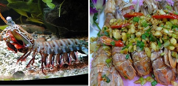 Tôm bọ ngựa là loài có mắt tinh nhất trong vương quốc động vật với càng cứng có thể cào xước thành bể. Tôm có vị giòn và rất ngon nếu được chế biến với sa tế cay.