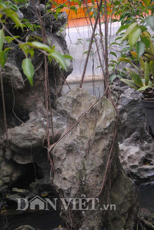 Cây sanh đẹp với gốc cây trông đã già cỗi nhưng các cành cây vẫn rất xanh tốt.