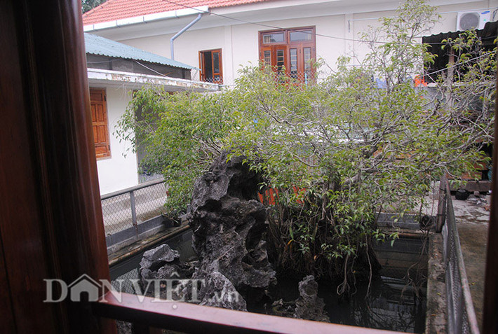 Thuộc sở hữu của gia đình ông Lê Đình Kiệt ở Nguyễn Trường Tộ - Tp Huế, cây sanh tọa lạc trong một hồ nước không bao giờ cạn nhờ các mạch nước ngầm. Lòng hồ có nhiều tảng đá cổ và có hình thù rất kỳ bí.