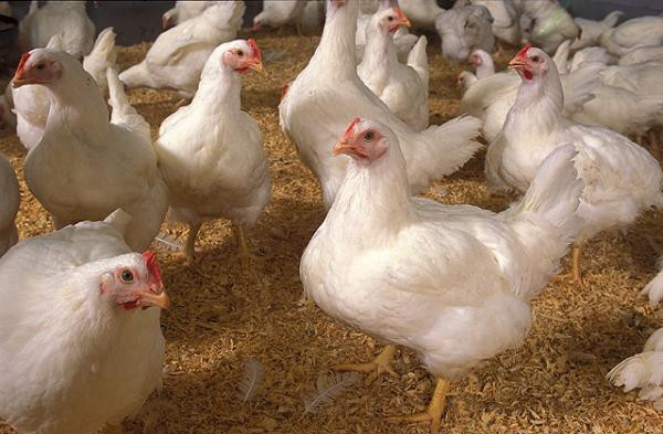 Thịt gà công nghiệp (hay gà giò) không tốt cho sức khỏe vì được nuôi kiểu công nghiệp làm chúng lớn nhanh. Những phương pháp nuôi đó làm người ăn mắc bệnh như ung thư, mất trí, các bệnh thần kinh và các rối loạn khác. Gà được cho ăn các hóa chất có hại để tăng cân và lấy thịt.