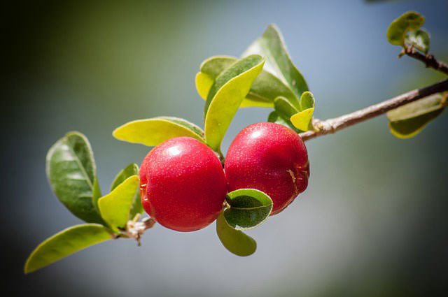 Cherry được dùng trong rất nhiều đồ uống và cả kem. Giống như hạt táo, hạt cherry có chứa hợp chất cyanide nên rất nguy hiểm nếu bị nghiền nát vì làm mất khả năng vận chuyển oxy trong máu. Máu bị nhiễm cyanide cũng có thể gây đau đầu, lo lắng, tăng huyết áp.