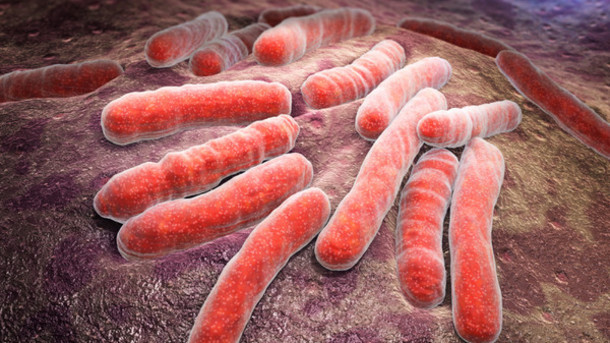 Theo nghiên cứu tại Mỹ, ít nhất 65% gà công nghiệp đều bị nhiễm khuẩn E.coli nên cực kỳ nguy hiểm nếu không được chế biến kỹ.