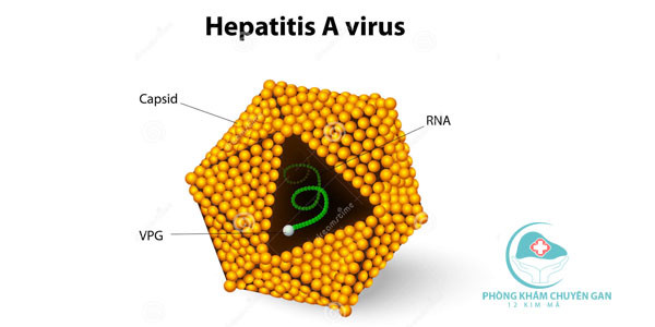 Bệnh viêm gan A do một loại virus lây từ người sang người khi ăn phải các thực phẩm bị nhiễm độc bởi chất thải và nước tiểu của người đã bị viêm gan A. Tình trạng này rất dễ xảy ra trong mùa mưa bão khi virus từ nơi này dễ lây lan sang nơi khác. Để phòng tránh viêm gan A cần rửa tay sạch sẽ sau khi đi vệ sinh và trước khi chế biến đồ ăn. Các loại hải sản có vỏ như sò, trai được bán khá rẻ trong mùa mưa vì dễ đánh bắt nhưng cần được nấu tối thiểu 4 phút để đảm bảo diệt hết vi khuẩn.