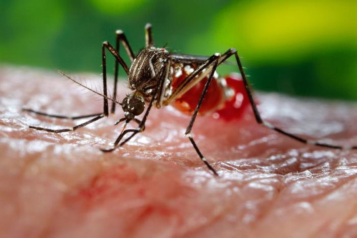 Sốt xuất huyết Dengue và sốt Dengue đều là bệnh mùa mưa bão do muỗi vằn Aedes gây ra. Sốt Dengue có thể bùng phát thành dịch khiến người nhiễm bệnh, chủ yếu là người lớn, sốt kéo dài, gây đau đầu, đau cơ, đau khớp và nổi mẩn nhưng ít khi dẫn tới tử vong.