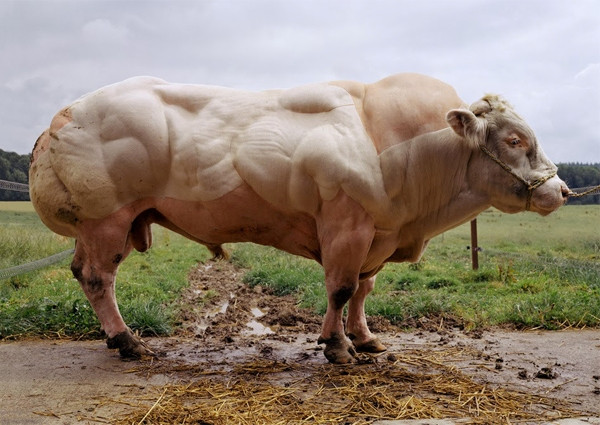 Chú bò với cơ bắp cuồn cuộn này bị quả quyết là được tiêm steroid chứ không phải phát triển tự nhiên. Thực tế đây là một sản phẩm của nhiều năm lựa chọn gien của những chú bò khỏe nhất để tạo thành giống bò nạc hơn và khỏe mạnh hơn. Giống bò Belgian Blue này chỉ có ở Bỉ.