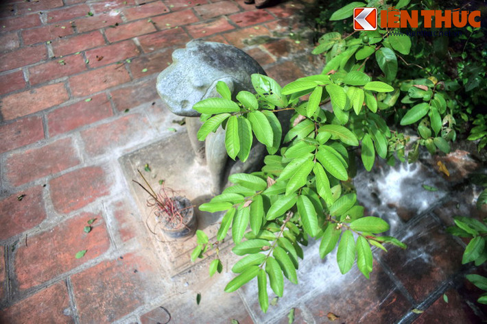 Xung quanh lăng mộ có rất nhiều cây xanh như sưa, đa, lim, đại, bồ đề, ổi…, trong đó có nhiều cây tuổi đời lên đến hàng trăm năm.