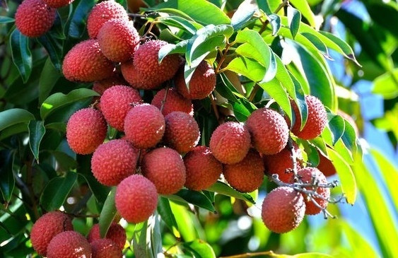 Quả vải Mẹ bầu vẫn có thể ăn một vài quả vải trong ngày nhưng chỉ thỉnh thoảng nên ăn, không ăn thường xuyên. Vải có tính nóng dễ làm mẹ bầu nổi mụn, rôm sảy. Bên cạnh đó những chị em có tiền sử tiểu đường, thừa cân béo phì không nên ăn vải vì trong quả vải chứa hàm lượng đường rất cao.