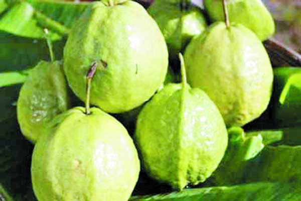 Quả ổi gây táo bón Ổi không hề lành tính với mẹ bầu như nhiều người vẫn tưởng. Thực tế ổi là loại trái cây có công dụng hỗ trợ điều trị cao huyết áp, đái tháo đường, làm đẹp da nhưng phụ nữ mang thai nên hạn chế ăn ổi vì nó có tính nóng. Khi ăn cần gọt vỏ nếu không dễ bị táo bón.