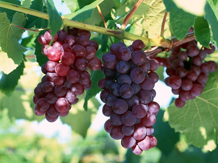Nho không nên ăn trong 3 tháng cuối thai kỳ Trong quả nho có chứa lượng lớn resveratrol – một chất độc nguy hiểm với phụ nữ mang thai. Ăn nhiều no cũng có thể gây mất nước, tiêu chảy. Nhiều chuyên gia dinh dưỡng cũng khuyên rằng bà bầu cần tránh ăn nho trong 3 tháng cuối mang thai.